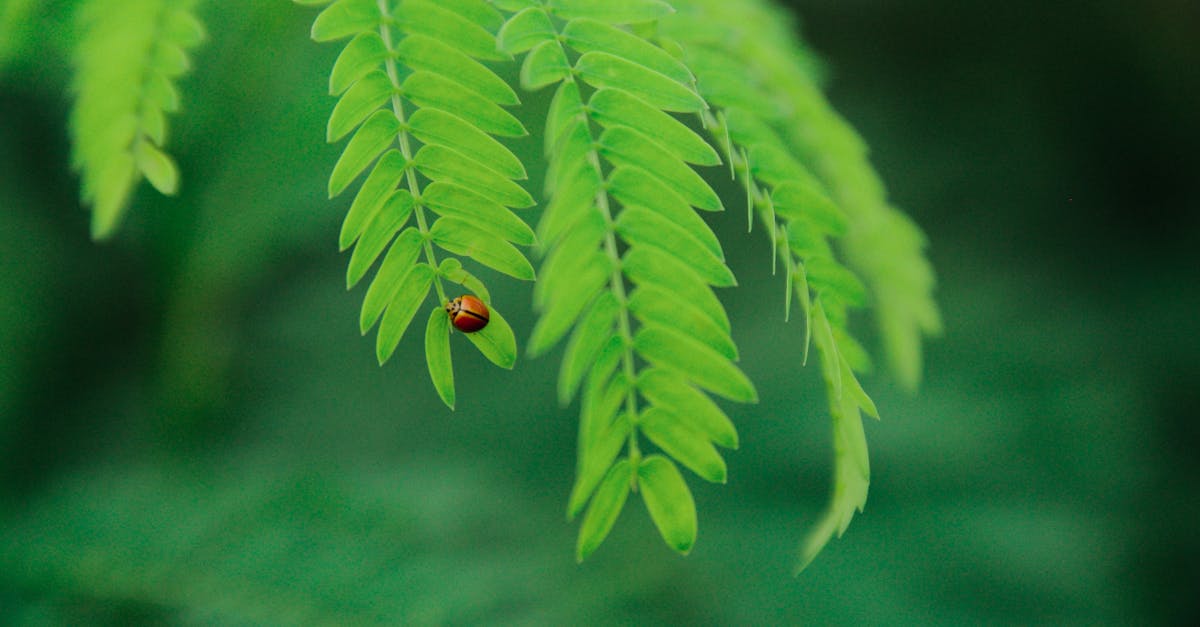 close up of a ladybug on vibrant green leaves highlighting natural beauty