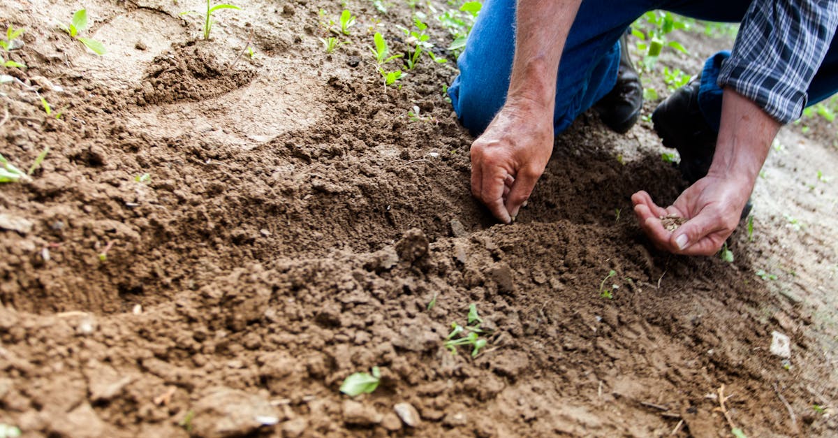 close up of a person planting seeds in soil emphasizing gardening and cultivation