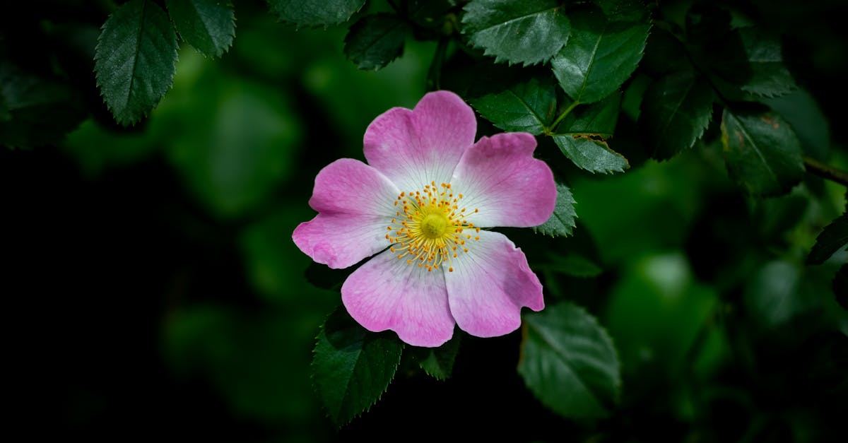 close up of a pink rose blooming in a vibrant green garden setting