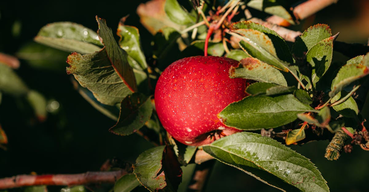 close up of a ripe red apple with dew drops nestled among green leaves in autumn sunlight