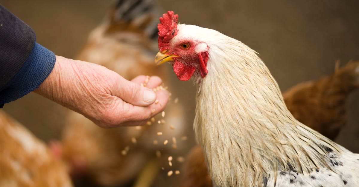 close up of a rooster eating grains from a person s hand in a rural farm setting