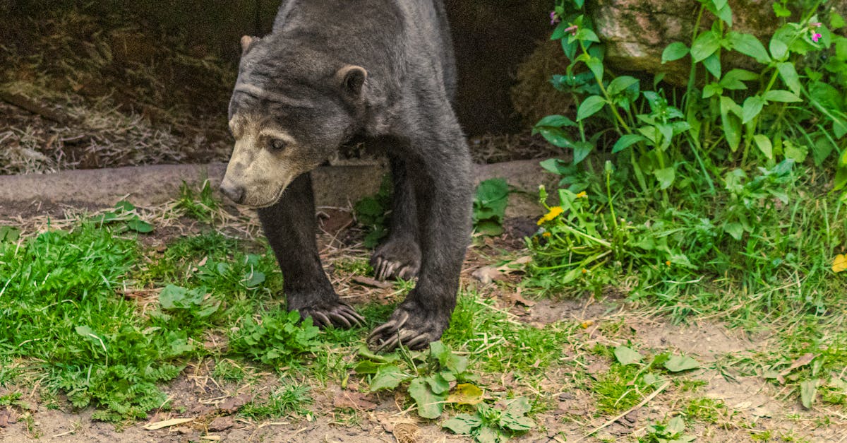 close up of a spectacled bear with lush greenery perfect for wildlife enthusiasts