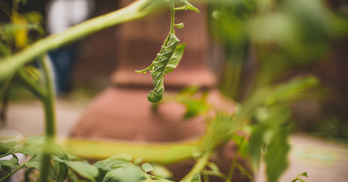 close up of a tomato hornworm on a green leaf showcasing intricate details