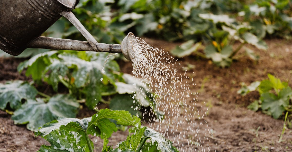 close up of a watering can nurturing green plants in a garden promoting growth