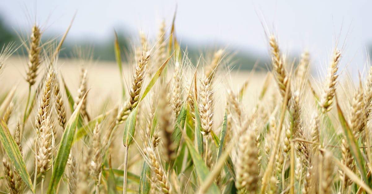 close up of a wheat field under a bright summer sky perfect for agriculture and landscape themes 1