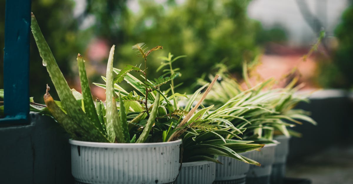 close up of aloe vera and other plants growing in plastic cups outdoors