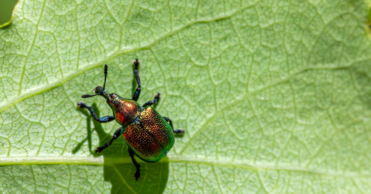 close up of an aspen leaf rolling weevil on a green leaf in natural sunlight