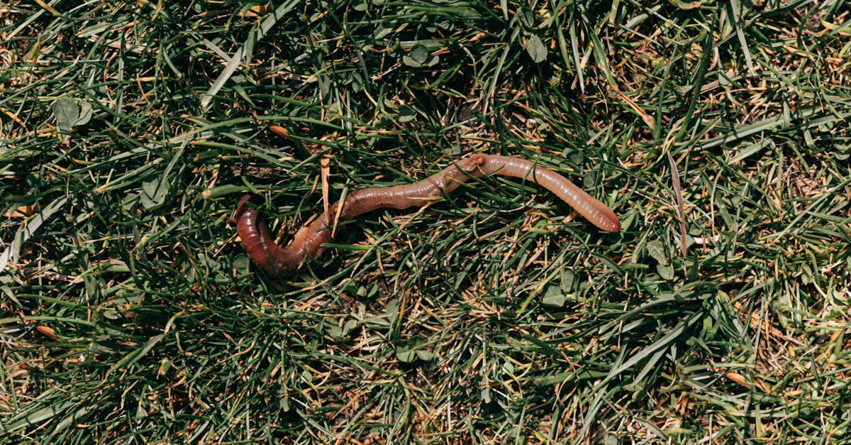 close up of an earthworm crawling on fresh green grass highlighting natural soil ecology 1