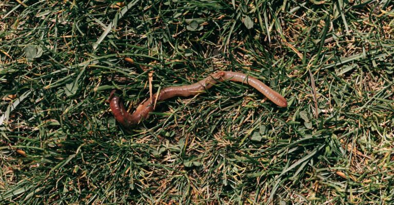 10 Best Earthworms for Natural Soil Enrichment That Boost Garden Health