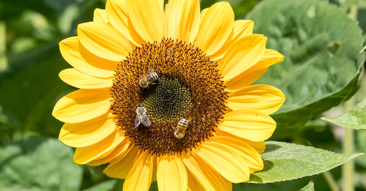 close up of bees collecting nectar on a sunflower in hamburg garden