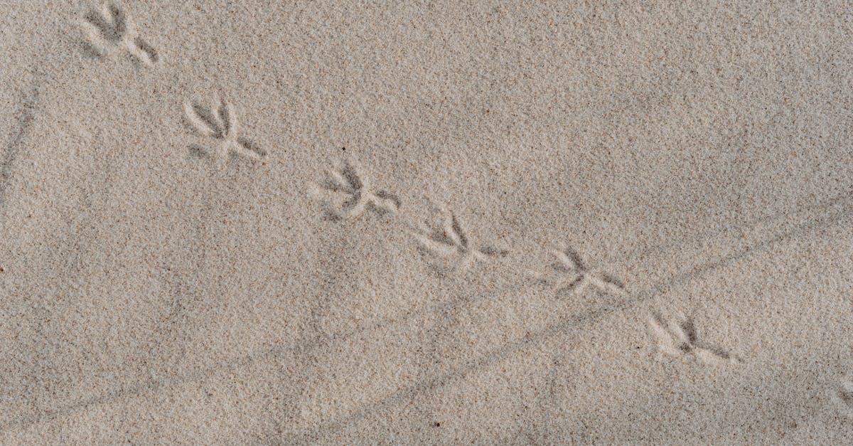 close up of bird footprints in sand depicting natural textures on a sunny beach