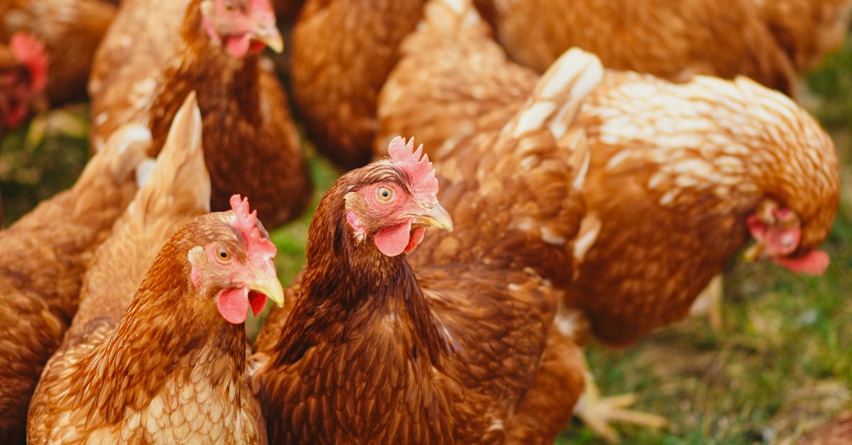 close up of brown chickens pecking in a sunny rural farmyard