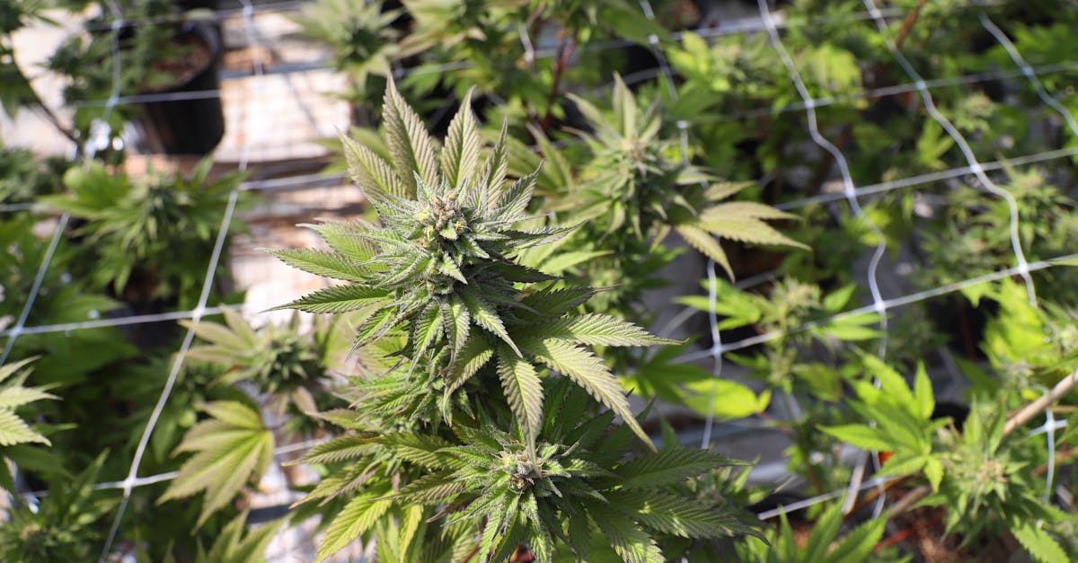 close up of cannabis plants growing in an outdoor greenhouse in salinas ca