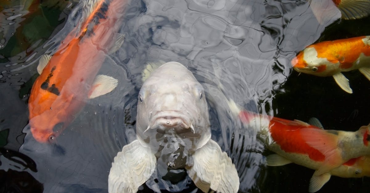 close up of colorful koi fish swimming gracefully in a tranquil pond