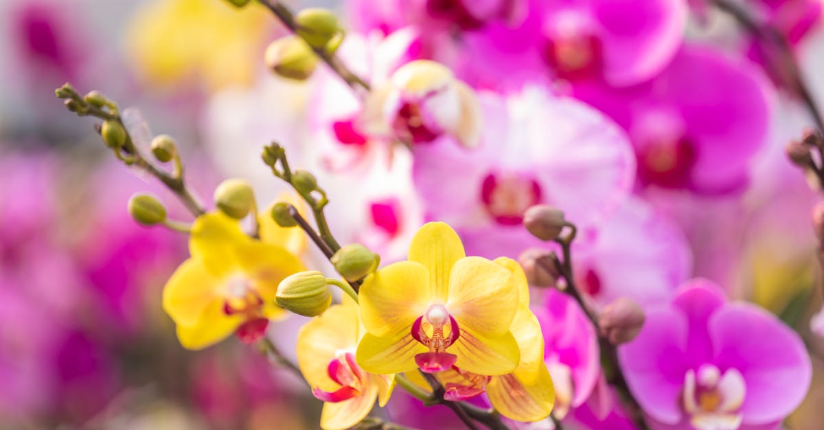 close up of colorful orchids in full bloom showcasing their delicate petals and vibrant hues