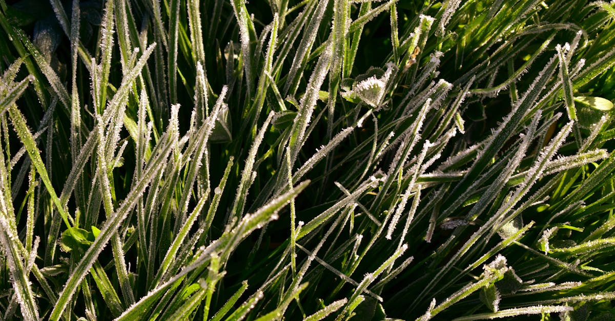 close up of dewy grass with frost crystals in a natural outdoor setting 1