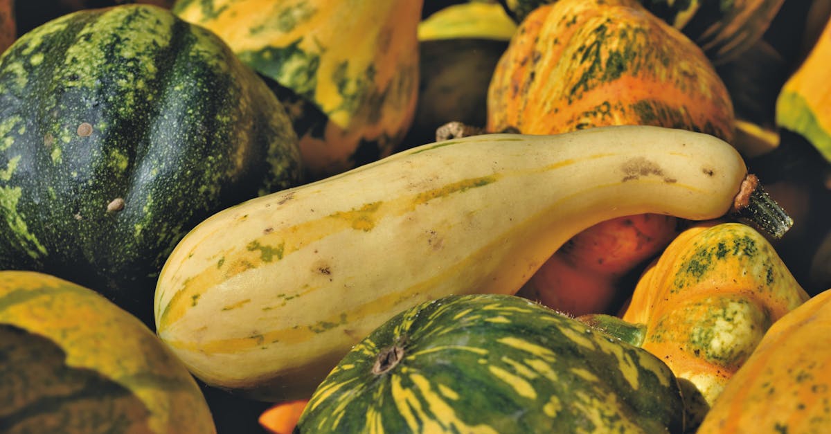 close up of diverse squash and gourds showcasing vibrant autumn colors and textures in natural ligh