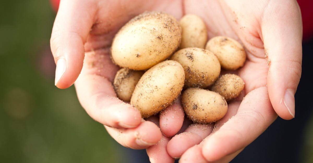 close up of freshly harvested baby potatoes held in hands ideal for farming and food themes 1