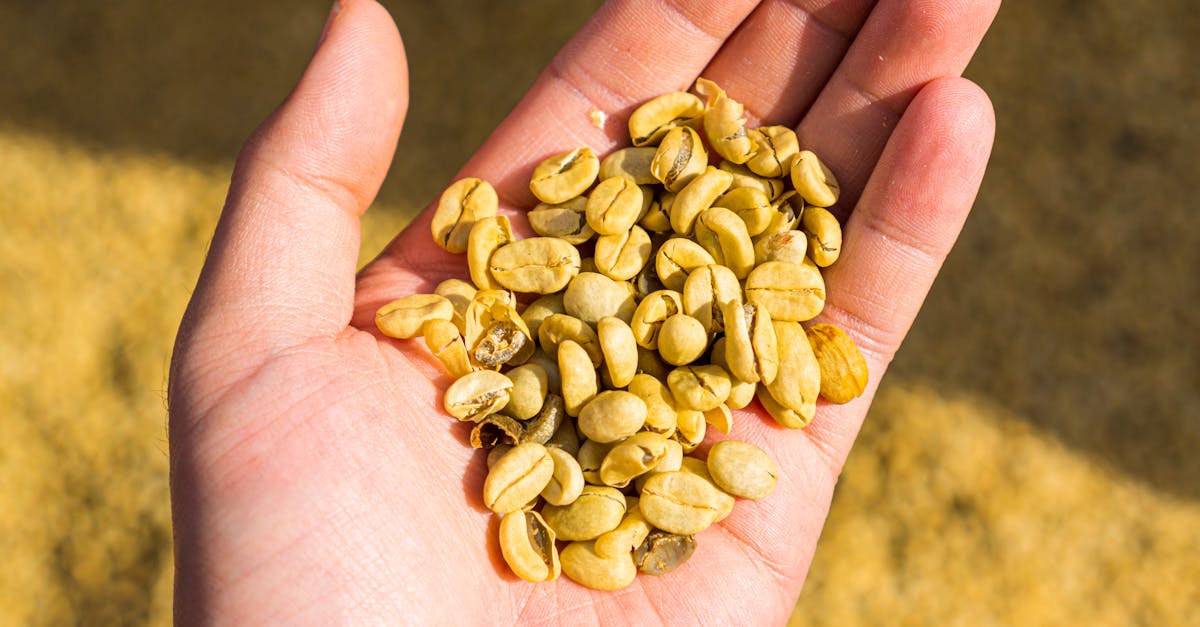 close up of green coffee beans in a hand basking in sunlight