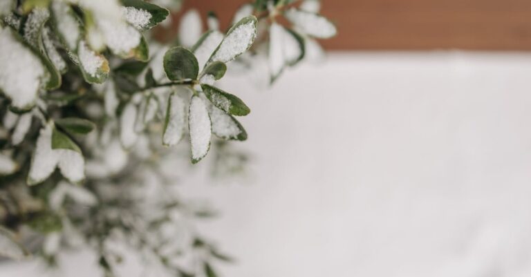 9 Seasonal Planting Strategies for Cold Frames That Old-Time Gardeners Swear By