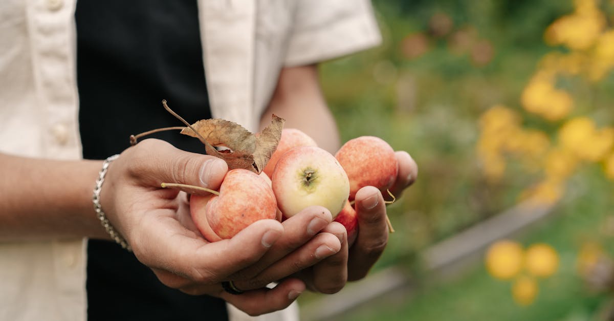 close up of hands holding fresh apples with green garden background 1