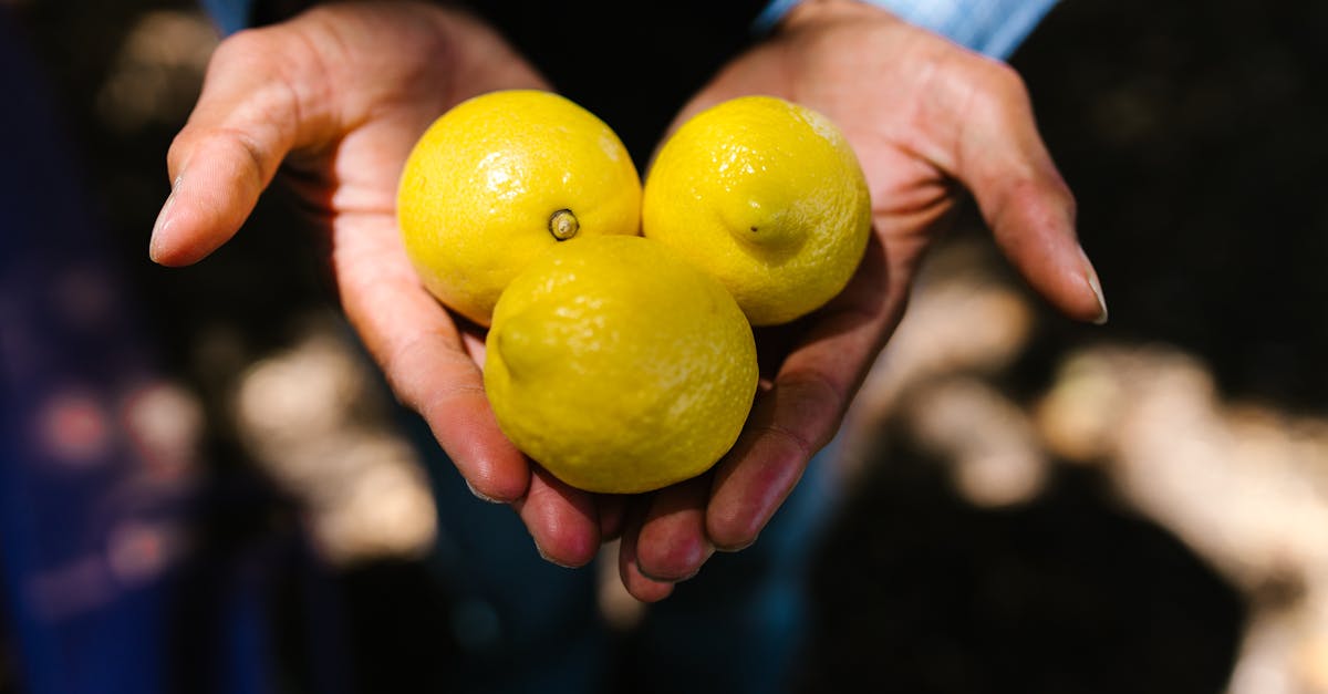 close up of hands holding three fresh yellow lemons in sunlight outdoor scene