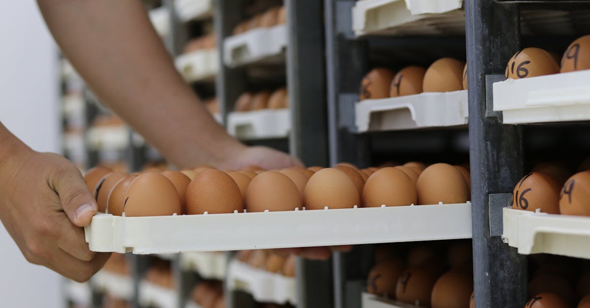 close up of hands organizing multiple egg trays on shelves in a warehouse environment