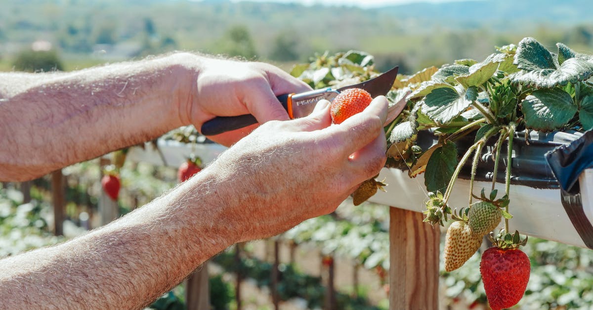 close up of hands using a knife to harvest ripe strawberries outdoors 1