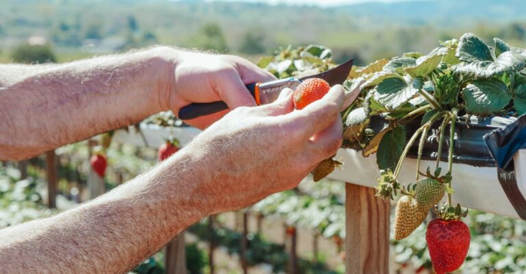 11 Seasonal Harvesting Methods for Maximum Yield Old Farmers Swear By