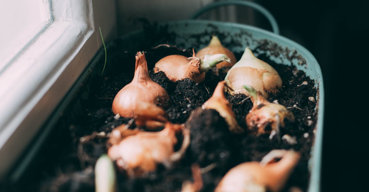 close up of onion bulbs sprouting in soil inside a house natural light