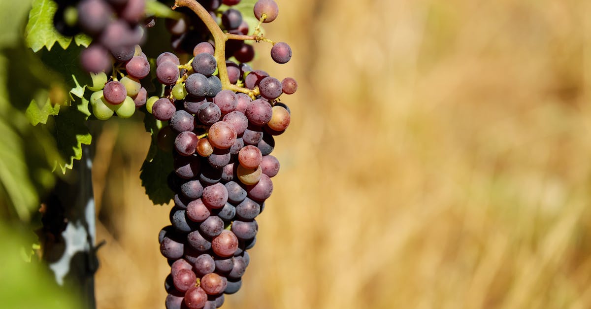 close up of ripe grapes on a vine in a sunny vineyard ready for harvest