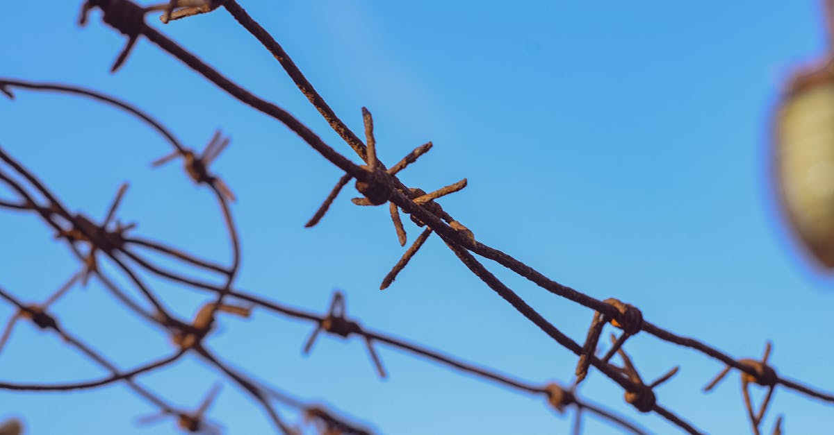 close up of rusty barbed wire with a clear blue sky as backdrop capturing a rugged