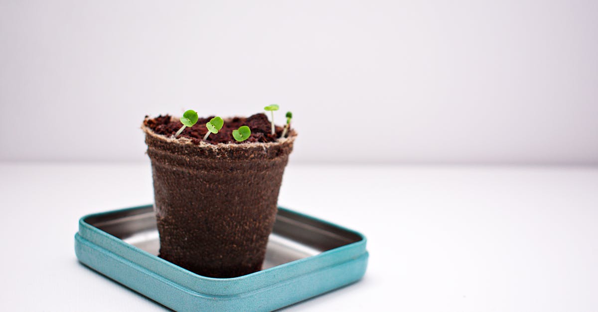 close up of tiny green seedlings sprouting in a biodegradable pot on a tray