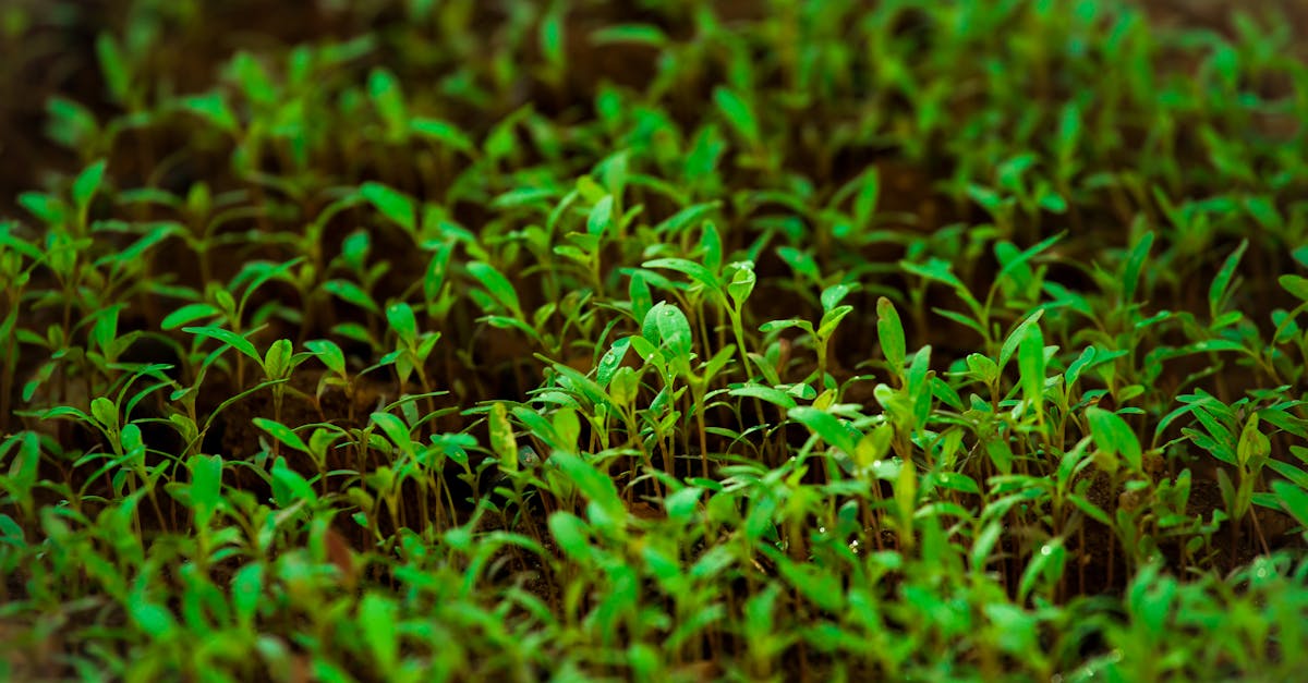 close up of vibrant green sprouts growing densely in a natural garden environment