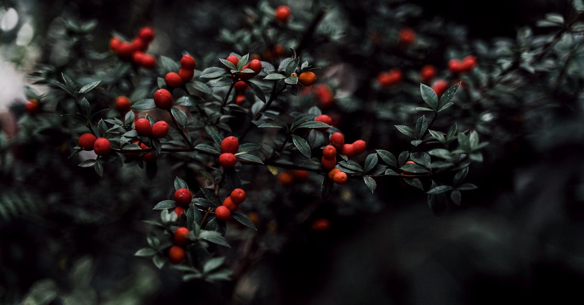 close up of vibrant red berries on a lush shrub showcasing nature s beauty