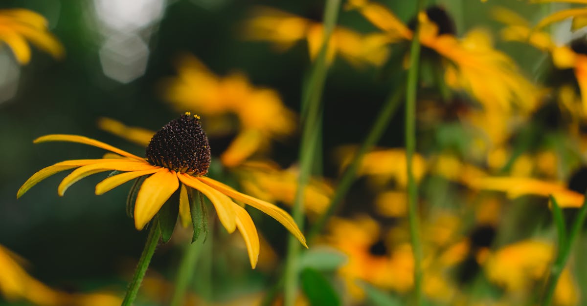 close up of vibrant yellow coneflowers in full bloom against a soft focus background