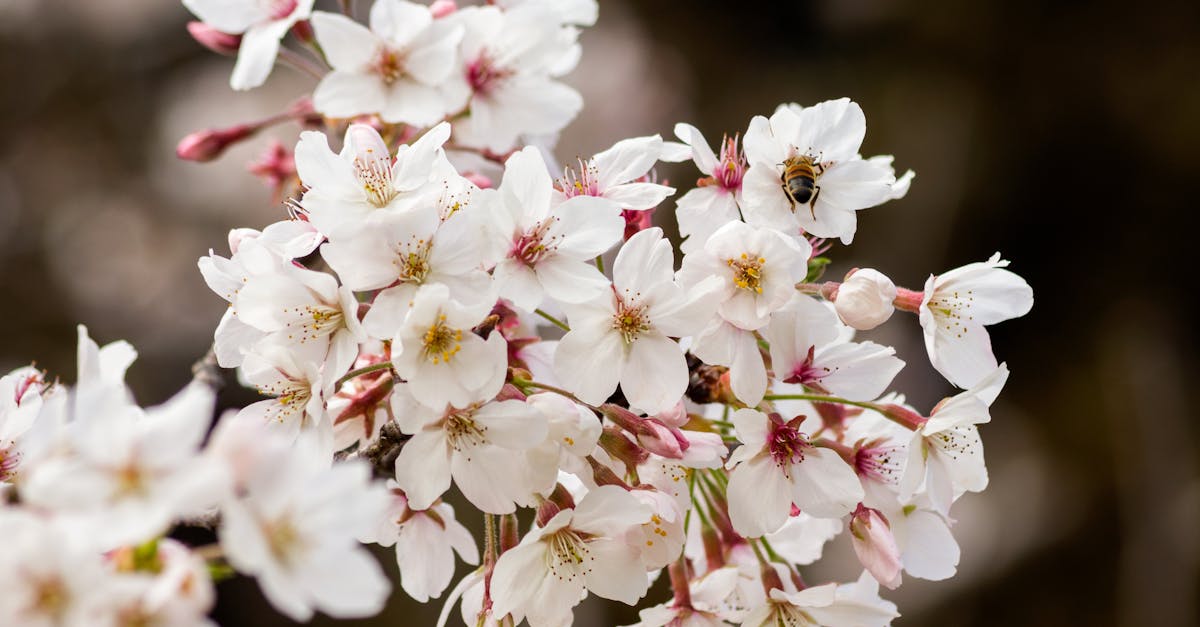 close up of white cherry blossoms with a bee showcasing the beauty of spring