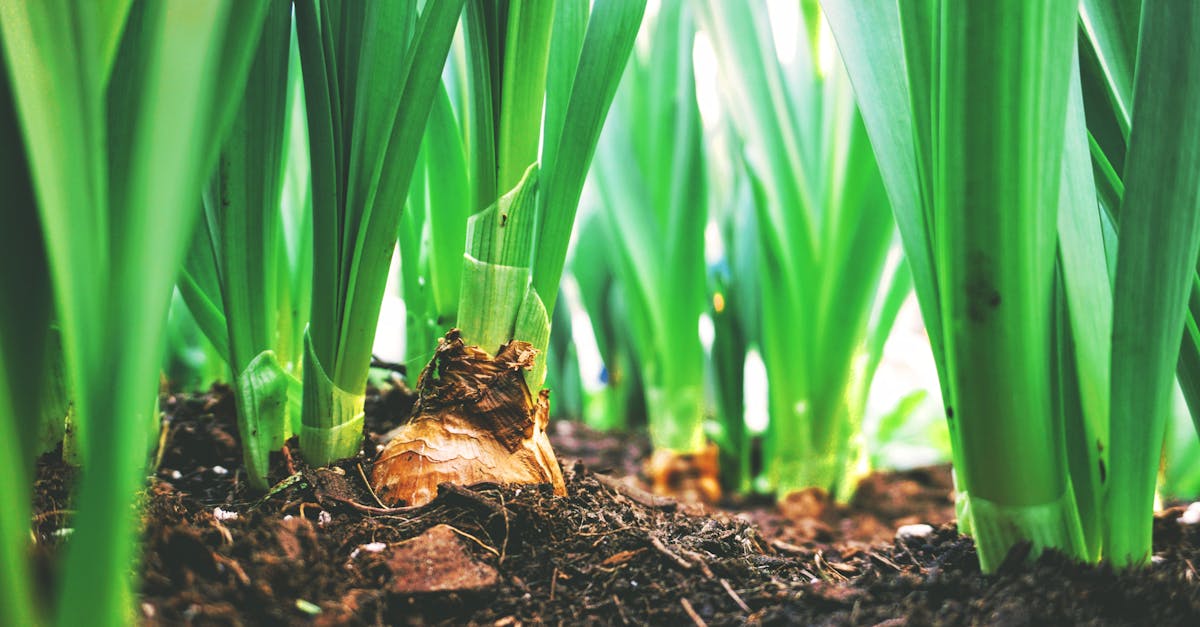 close up view of green onion plants thriving in rich soil showcasing agricultural growth