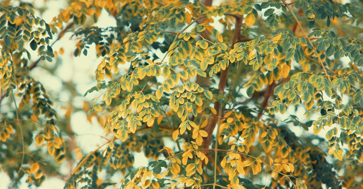 close up view of moringa oleifera tree leaves in a garden setting displaying vibrant leaf patterns