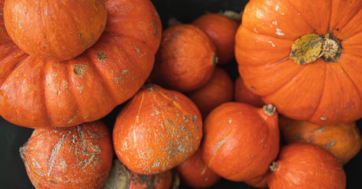 close up view of various pumpkins in a harvest patch perfect for fall themes and seasonal decor