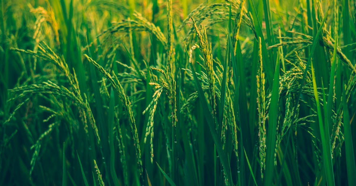 close up view of vibrant green rice plants thriving in a sunlit field showcasing natural agricultur