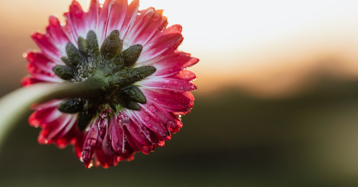 closeup of small delicate flower with dewdrops against blurred landscape during dawn