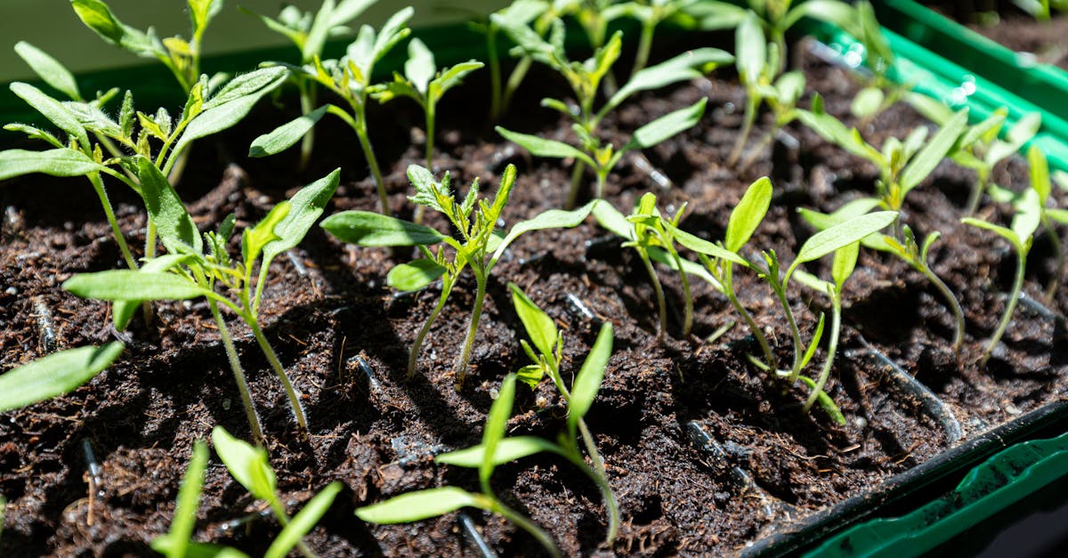 closeup of young seedlings growing in soil under sunlight showcasing new life