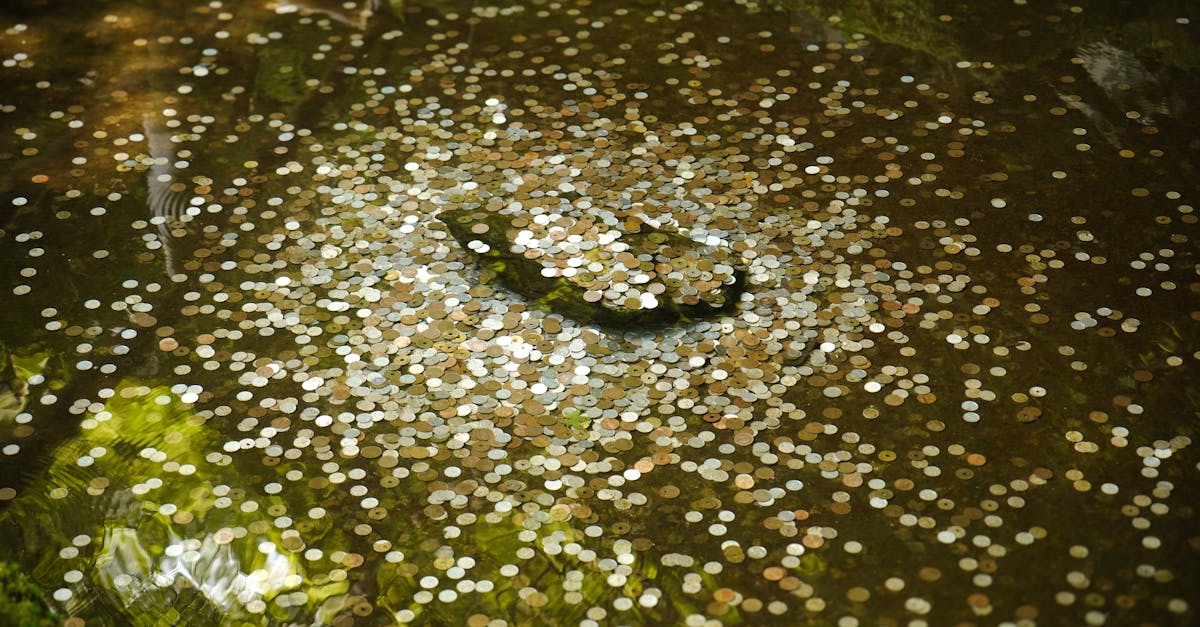 coins submerged in water reflecting light in a shrine pond in kyoto japan