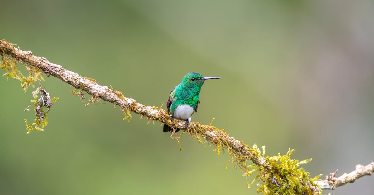 colorful hummingbird resting on a moss covered branch in costa rica s lush greenery