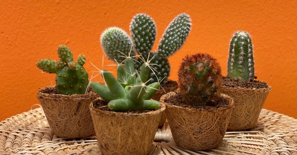 colorful potted cacti with spiky textures arranged in front of a bright orange background