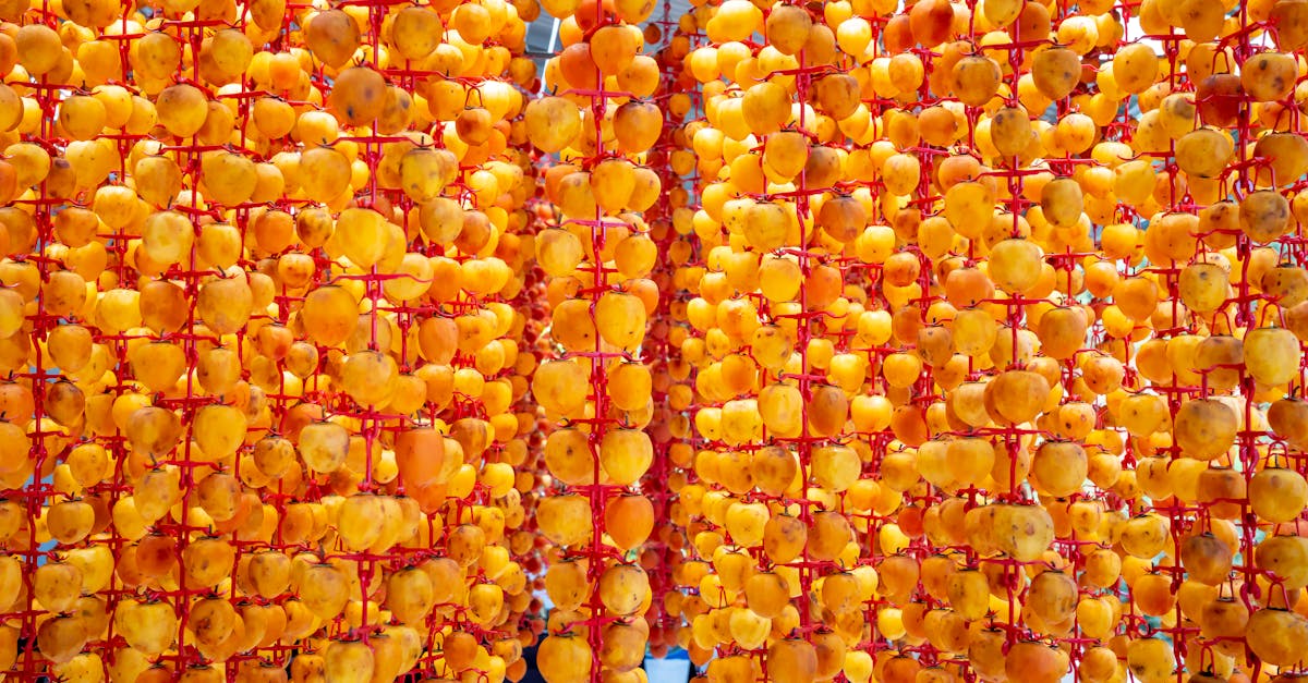 colorful whole persimmons with spots on peel hanging on hooks while drying on sunny day outdoors