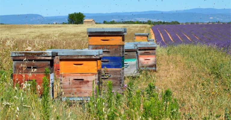 8 Ways to Integrate Beekeeping with Permaculture That Build Natural Harmony