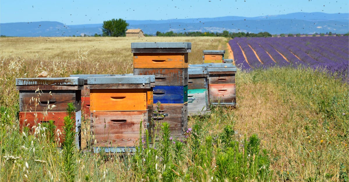 colorful wooden beehives in a picturesque lavender field ideal for beekeeping visuals