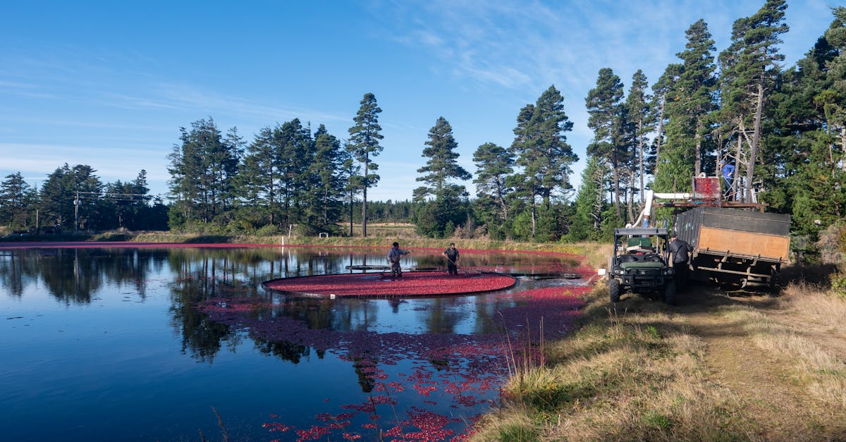 cranberry harvesting with workers on a lake surrounded by lush trees and bright blue sky